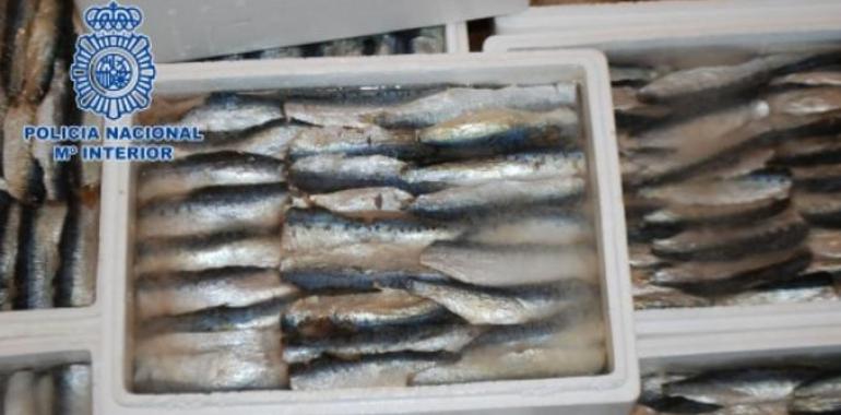 Cae una banda de narcos que introducía hachís en España oculto entre sardinas drogotas