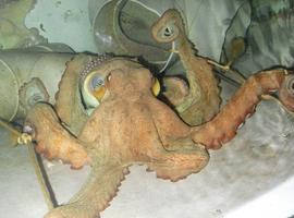 Consiguen una dieta para el engorde del pulpo en cautividad