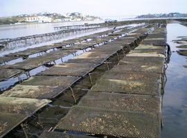 Gijón se convertirá  en septiembre en el epicentro  de la acuicultura nacional