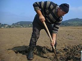 Otra camada de almejes pa la ría de Villaviciosa