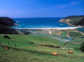 Limpieza y desbroce de carreteras en el occidente asturiano