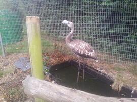 Hasta los flamencos escogen veranear en Asturias