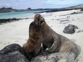 Islas Galápagos,  la evolución tal y como lo hizo Darwin 