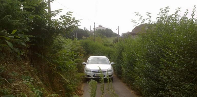 La maleza amenaza con tragarse El Bosque porque  el Ayuntamiento no desbroza los caminos de acceso