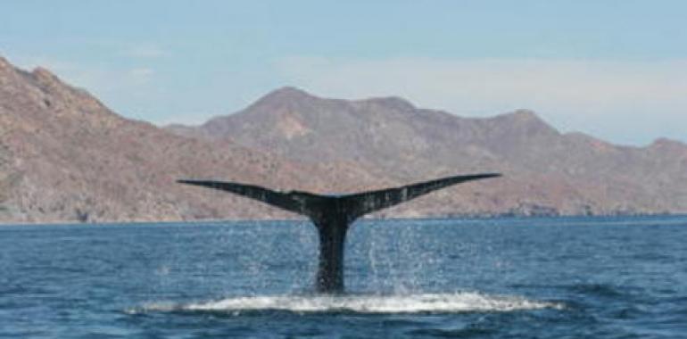 Las ballenas azules se broncean para evitar quemaduras y daños por exposición al sol