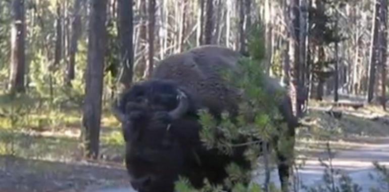 Dos jóvenes logran evitar el ataque de un bisonte