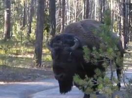 Dos jóvenes logran evitar el ataque de un bisonte