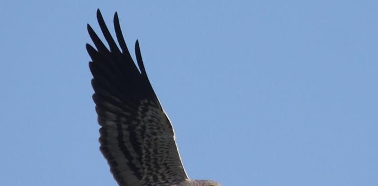 El Aguilucho cenizo vuela de nuevo por los cielos del Somontano