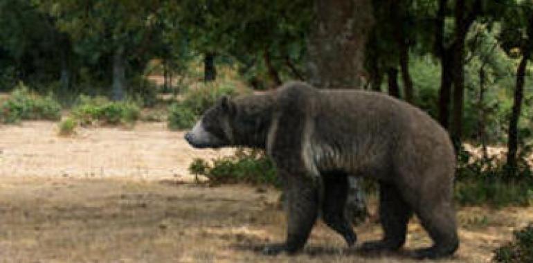 Hallado el hueso de pene de oso más antiguo