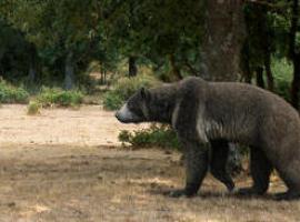 Hallado el hueso de pene de oso más antiguo