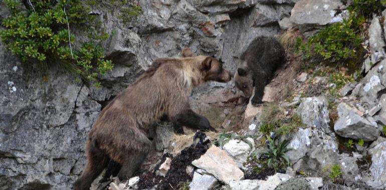 La osezna recogida en Cangas del Narcea permanece en estado débil 