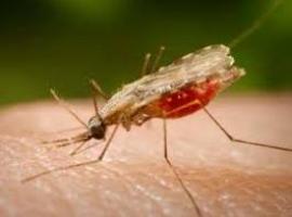 Solicitan permiso para comercializar la primera vacuna contra la malaria