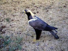 El águila imperial supera las 400 parejas en la Península 