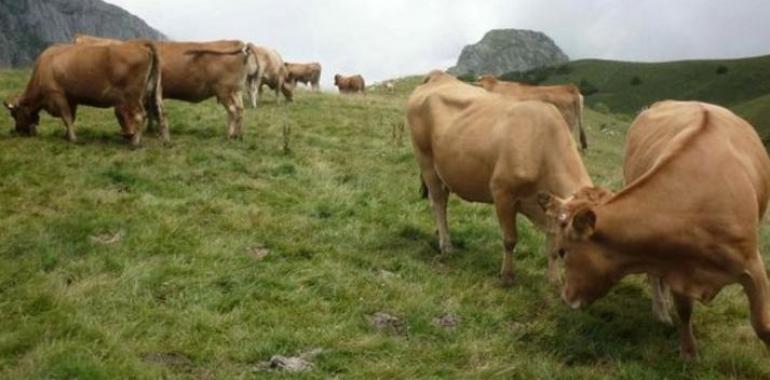 5.354 ganaderos electores para los CR de Ternera Asturiana y Producción Agraria Ecológica