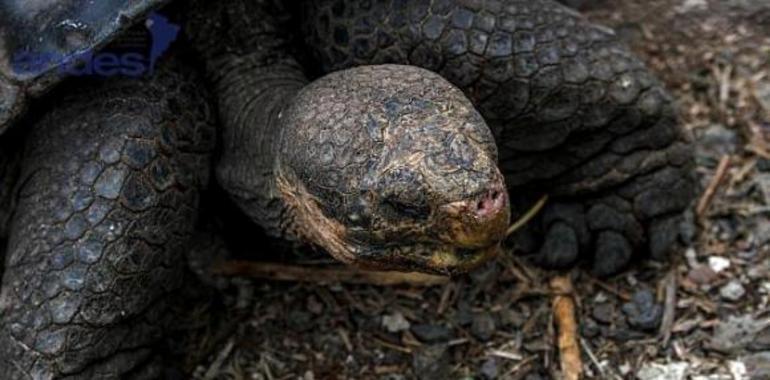 Galápagos: la joya natural que Ecuador preserva para el mundo