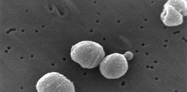 Investigadores asturianos descubren el mecanismo del daño neurológico por la respiración asistida