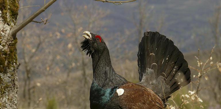 Preocupación europea por el declive del urogallo asturiano