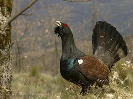 Preocupación europea por el declive del urogallo asturiano