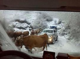 Pajares recupera la normalidad pero hay 14 puertos de montaña  con cadenas