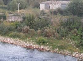 Piden más estudios antes de autorizar la cría de esturiones en el río Piloña