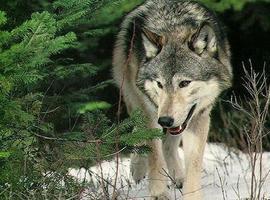 Asturias Lobo Querido