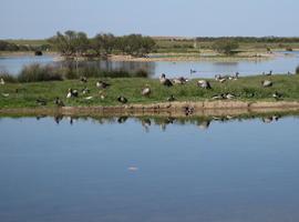 El frío llena de aves las lagunas de Villafáfila