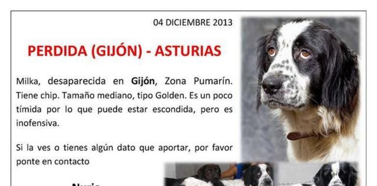 Nuria busca su perrina golden perdida en Gijón