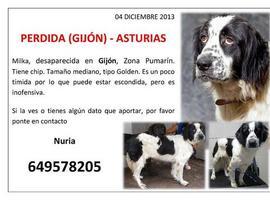 Nuria busca su perrina golden perdida en Gijón