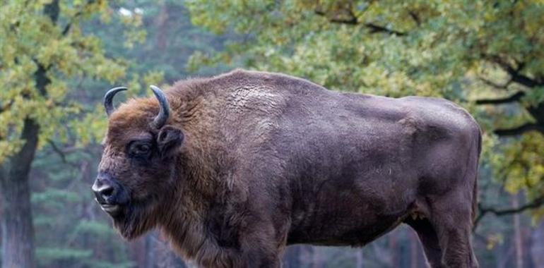 Bisontes y caballos prehistóricos vuelven a la vida en el Parque de Teverga 