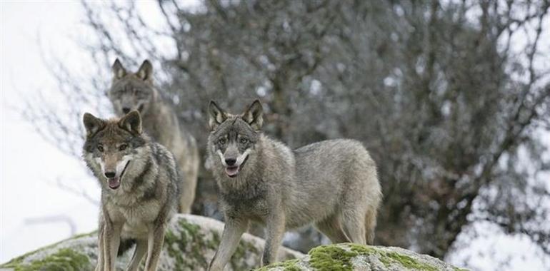 Foro califica de "panfleto sin rigor" el borrador del nuevo plan de gestión del lobo