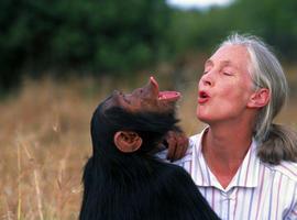 Un abrazo recorre el mundo: De la chimpancé Wounda a Jane Goodall 