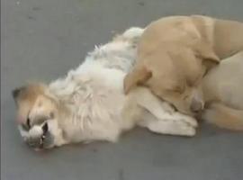 Para llorar...Un perro da calor y no abandona a su amigo ya muerto entre el denso tráfico