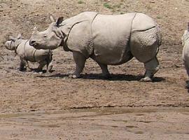 Investigadores del CSIC usan drones para detectar la caza furtiva de rinocerontes en África