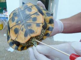 Las tortugas de los humedales pueden transmitir la \Salmonella\ a los humanos