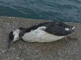 Denuncian la muerte de peces y aves protegidas en Gijón debido a explosiones subterráneas