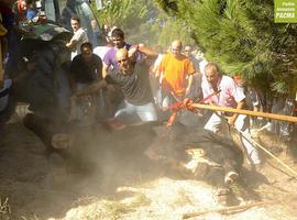 La tortura del Toro de la Vega seguirá siendo \"Fiesta de Interés Turístico\" 