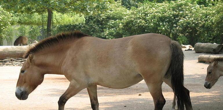 Una pareja de caballos Przewalski para el Museo de la Prehistoria