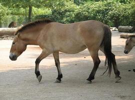 Una pareja de caballos Przewalski para el Museo de la Prehistoria