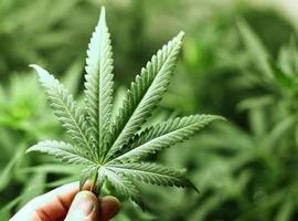 Washington vota a favor de despenalizar  la marihuana 