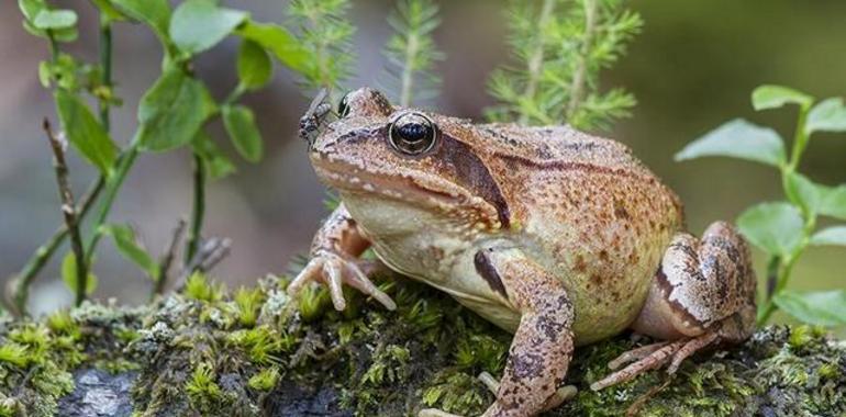 Fotógrafos de Naturaleza presenta mañana en Llanes su audiovisual “Fauna y paisajes de asturias”