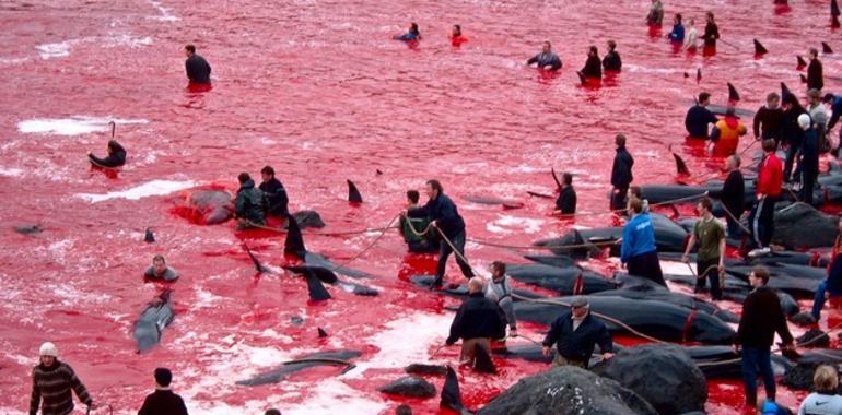 La horrorosa y cruel matanza de ballenas y delfines en las Feroes (VÍDEO)