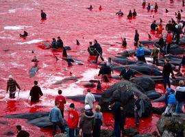 La horrorosa y cruel matanza de ballenas y delfines en las Feroes (VÍDEO)