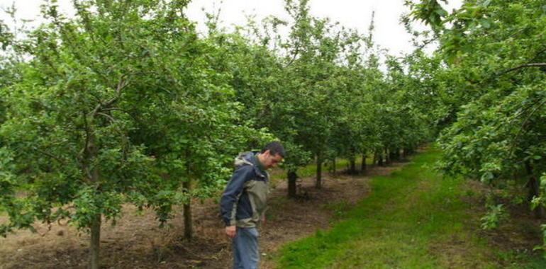 Jornada de poda y cuidados de invierno en plantaciones de manzano de sidra en Villaviciosa