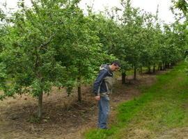 Jornada de poda y cuidados de invierno en plantaciones de manzano de sidra en Villaviciosa