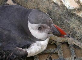 Los continuos temporales arrastran aves marinas a las costas cantábricas