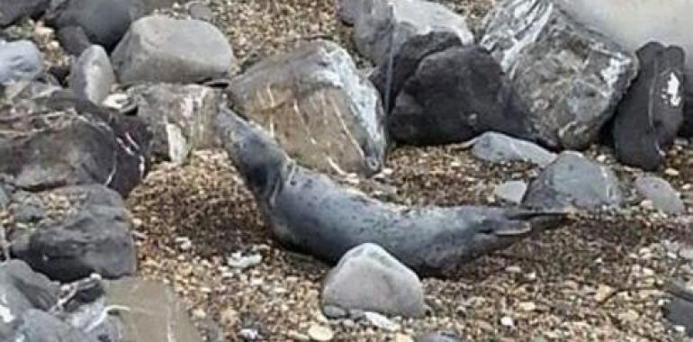 La foca recogida en Ribadesella no logra sobrevivir