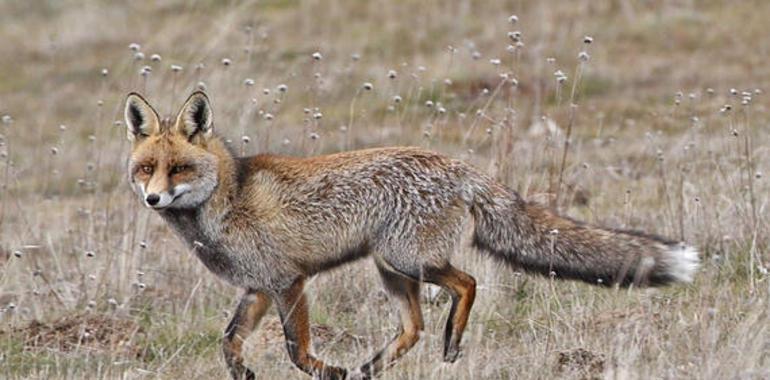 Descubren un método más barato y eficiente para detectar la leishmaniosis