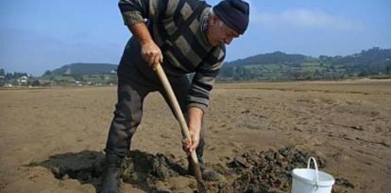 Navajas y amasueles de la Ría villaviciosina listas para el consumo