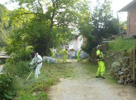 Llanes contrata a contrata a 15 desempleados para limpieza y desbroce viario