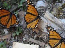 México, Canadá y E.U.A. se unen para defensa de la Mariposa Monarca